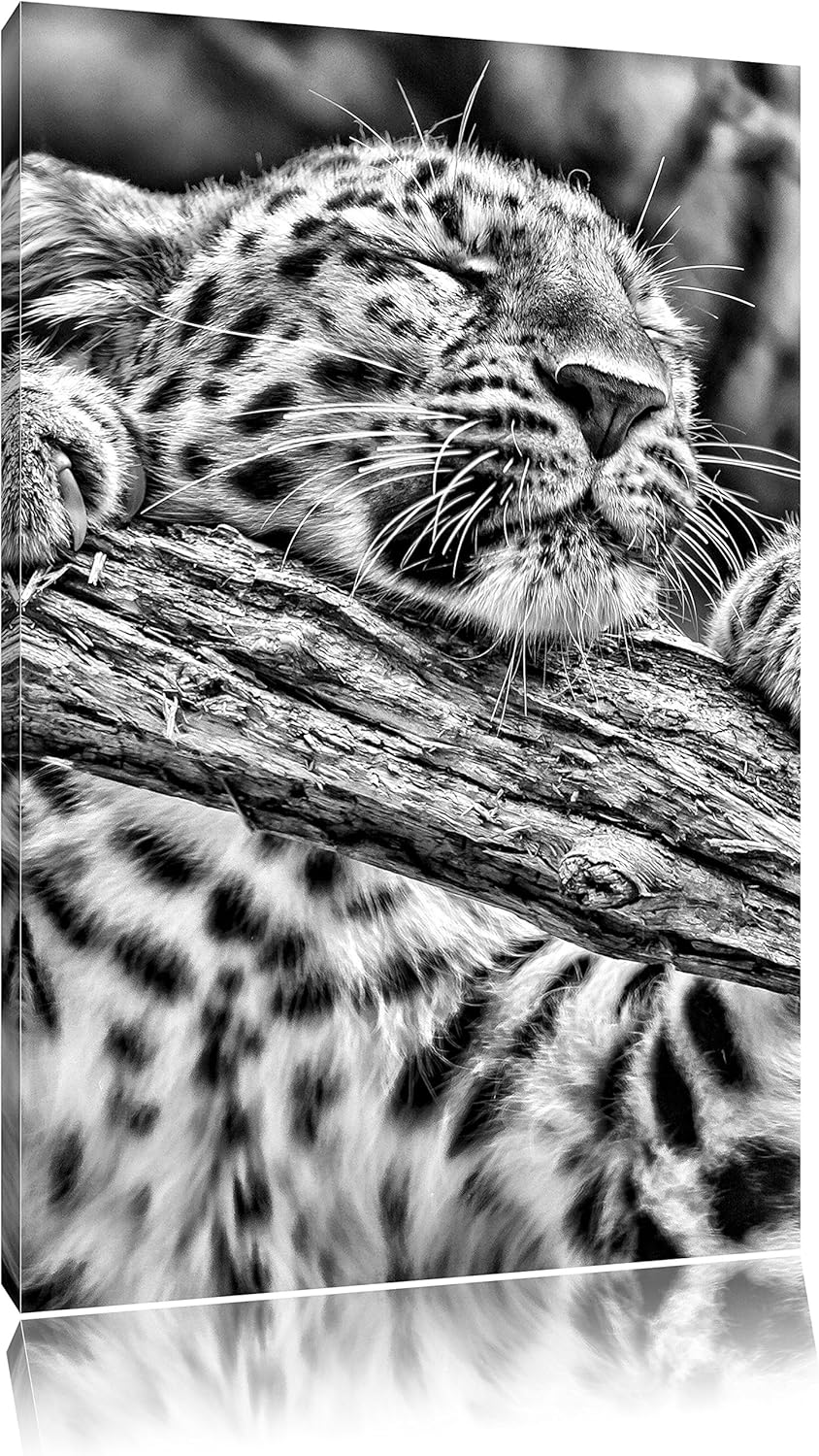 Pixxprint verspielter Leopard / 100x70cm Leinwandbild bespannt auf Holzrahmen/Wandbild Kunstdruck De