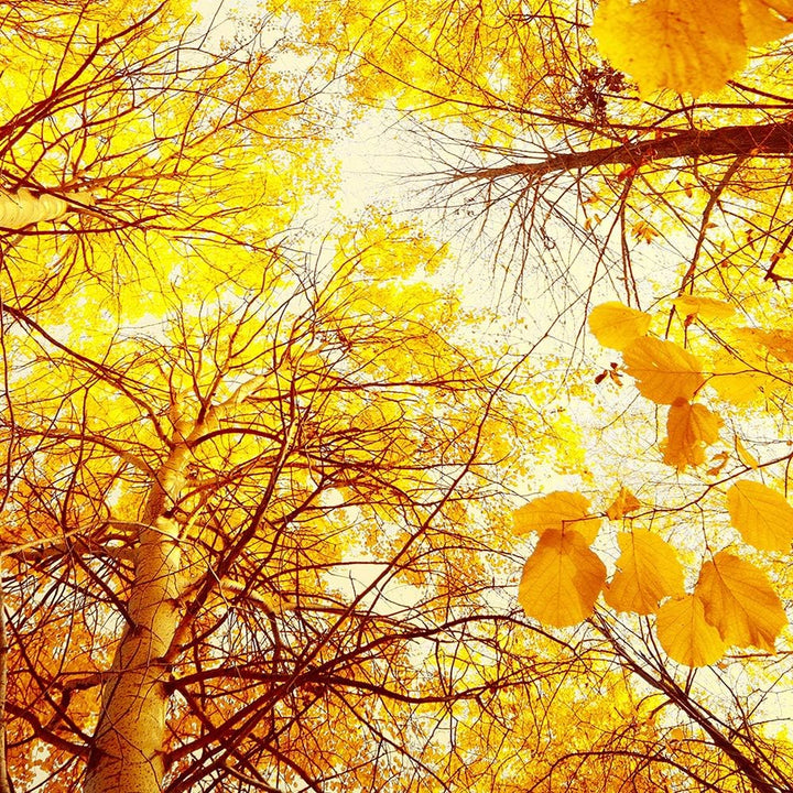 Leinwandbild 5 Teilig Landschaft Bild Wanddeko Herbst Bäume Blätter orange 200x100 cm Leinwandbild 2