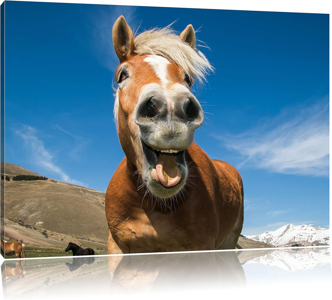 Pixxprint Lustiges Pferd in der Natur als Leinwandbild/Grösse: 100x70 cm/Wandbild/Kunstdruck/fertig