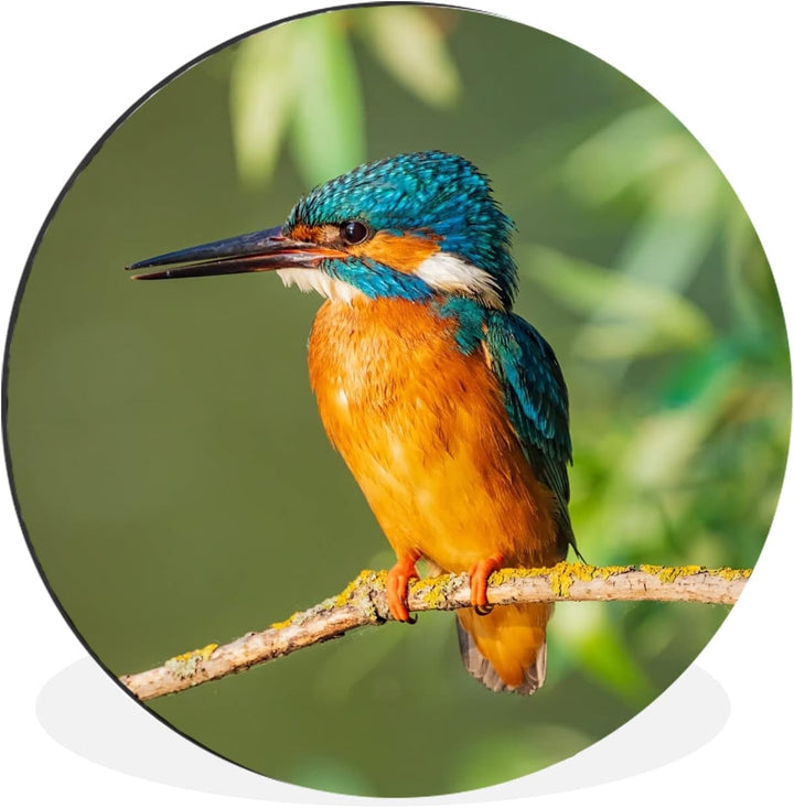 MuchoWow Wandbild Rund Wanddeko Deko Wohnzimmer Bilder 60x60 cm Vogel - Eisvogel - Zweig - Blätter -