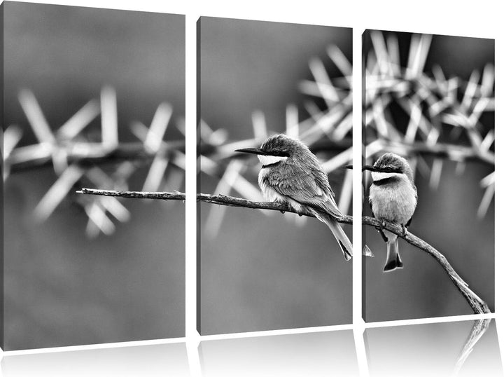 Pixxprint exotische Vögel auf AST als Leinwandbild/Grösse: 3 Teilig (120x80) cm/Wandbild/Kunstdruck/