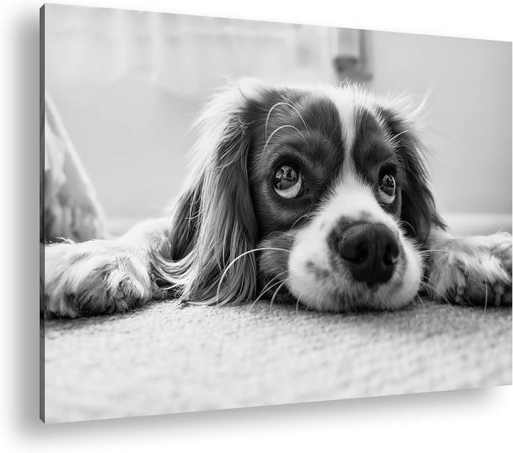 deyoli zauberhafter Cocker Spaniel Effekt: Schwarz&Weiss Format: 100x70 als Leinwandbild, Motiv fert