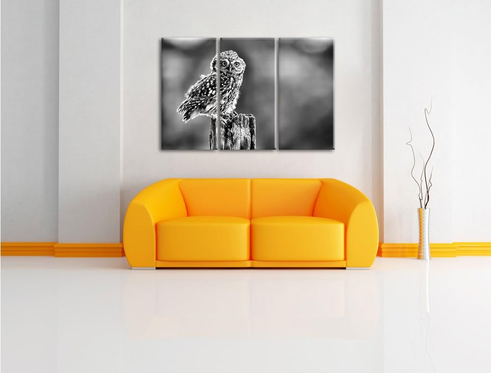 Pixxprint Lustige kleine Eule als Leinwandbild | Grösse: 3 Teilig (120x80) | Wandbild| Kunstdruck |