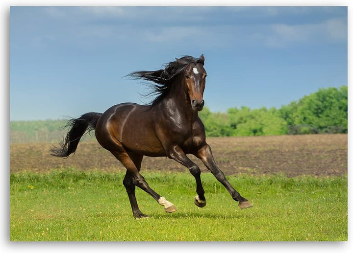 Feeby Vlies Leinwandbild Pferd Frei Laufen Wiese 90x60 cm Druckbild Wandbild Wanddekoration Deko Wan