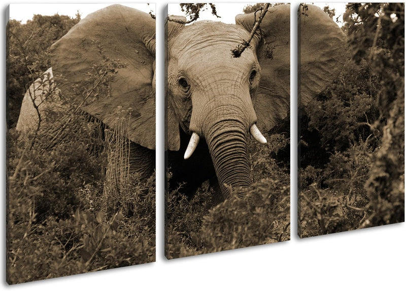 Afrikanischer Elefant in der Natur Format: 3-teilig 120x80 Effekt: Sepia als Leinwandbild, Motiv fer