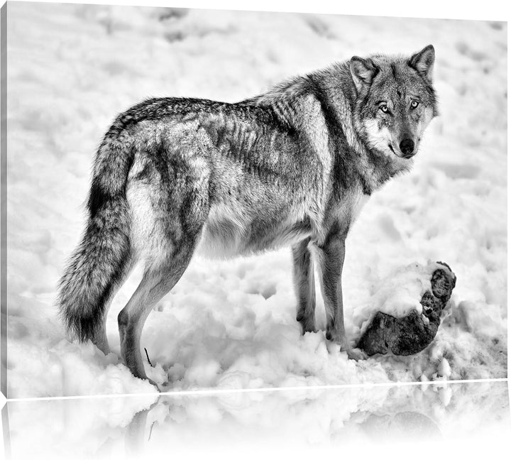 Pixxprint prächtiger Wolf im Schnee als Leinwandbild/Grösse: 100x70 / Wandbild/Kunstdruck/fertig bes