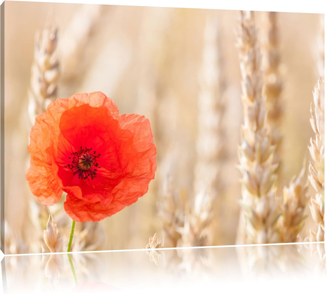 Mohnblume im Kornfeld, Format: 100x70 auf Leinwand, XXL riesige Bilder fertig gerahmt mit Keilrahmen