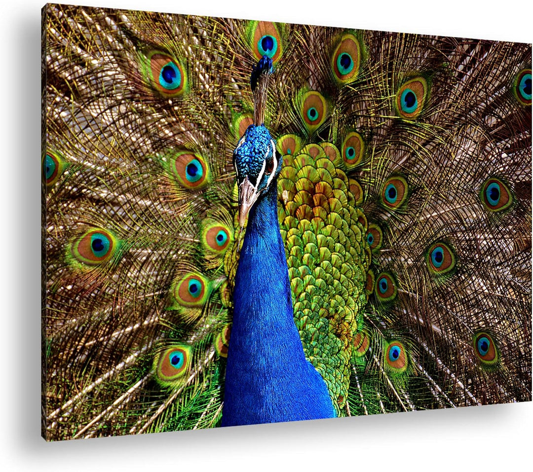 deyoli himmlisches Pfau Gefieder Format: 80x60 cm als Leinwandbild, Motiv fertig gerahmt auf Echthol