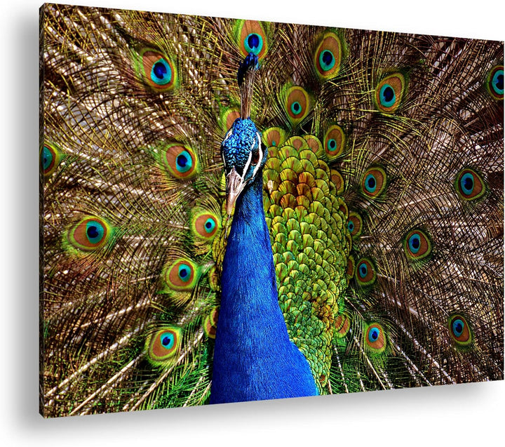 deyoli himmlisches Pfau Gefieder Format: 80x60 cm als Leinwandbild, Motiv fertig gerahmt auf Echthol