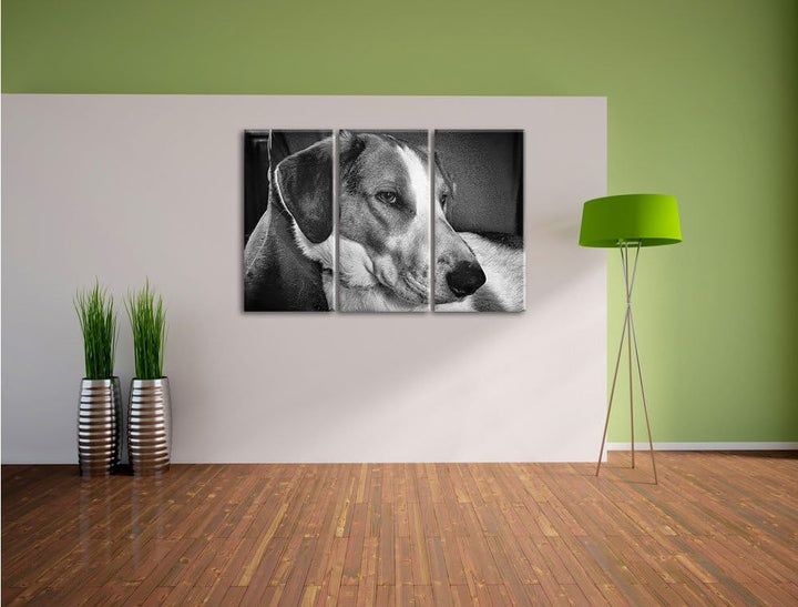 Pixxprint Monocrome, Jack Russel Terrier ruht Sich aus 3-Teiler Leinwandbild 120x80 Bild auf Leinwan