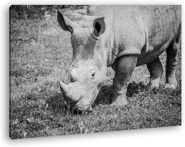 deyoli edles Nashorn Format: 60x40 Effekt: Schwarz/Weiss als Leinwand, Motiv fertig gerahmt auf Echt