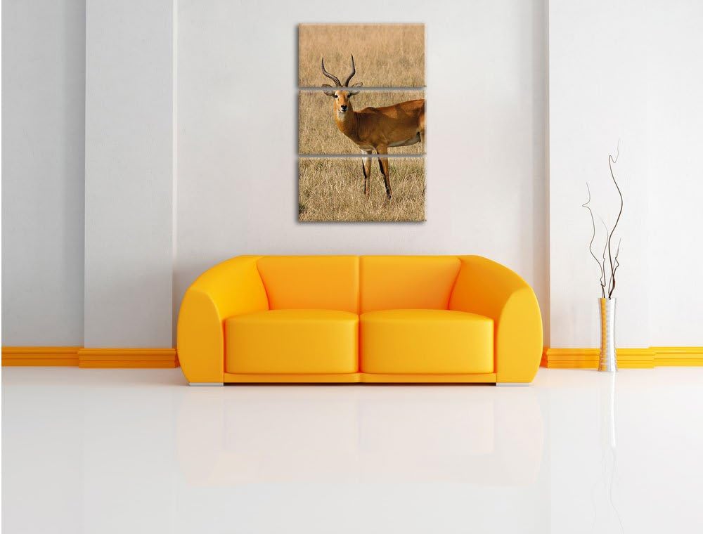 Pixxprint Dorkasgazelle im trockenen Gras als Leinwandbild/Grösse: 3 Teilig (120x80) cm/Wandbild/Kun