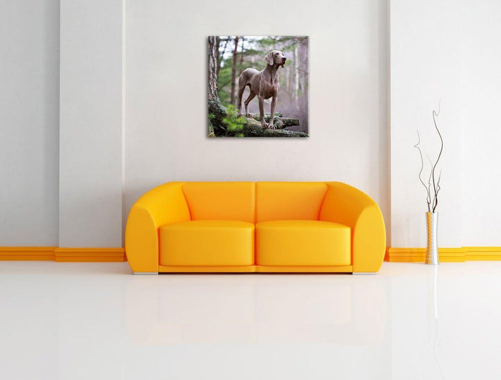 Edler Weimaraner im Wald, Format: 70x70 auf Leinwand, XXL riesige Bilder fertig gerahmt mit Keilrahm