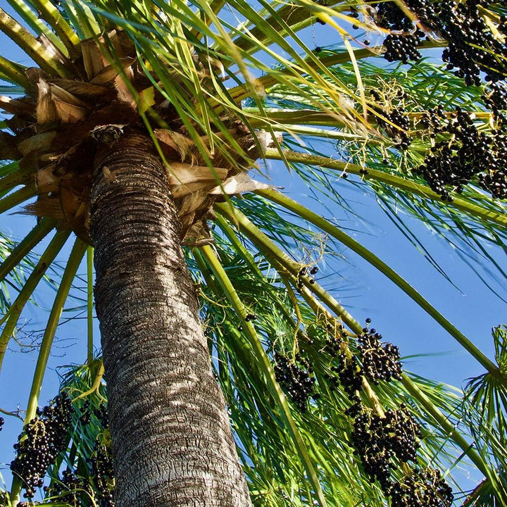 Feeby Leinwandbild 5 Teilig Palme Bild Wanddeko Natur Exotik Himmel blau grün 200x100 cm Leinwandbil