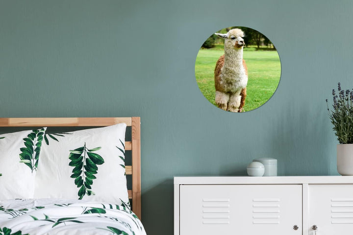 MuchoWow Wandbild Rund Wanddeko Deko Wohnzimmer Bilder 30x30 cm Alpaka - Weiss - Braun - Baum, 30x30