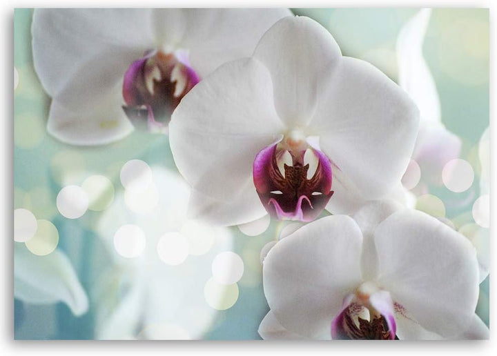 Feeby Bild auf Leinwand Natur Kunstdruck modern Orchideen Weiss 80x60 cm Leinwandbild 80x60 cm Weiss