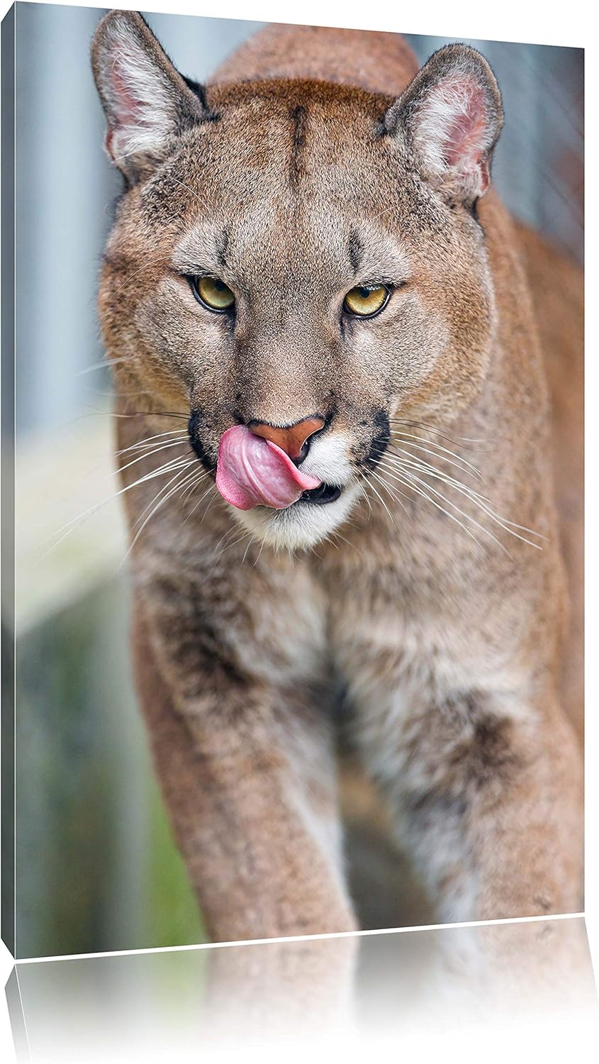 Pixxprint anmutiger Puma auf Leinwand, XXL riesige Bilder fertig gerahmt mit Keilrahmen, Kunstdruck