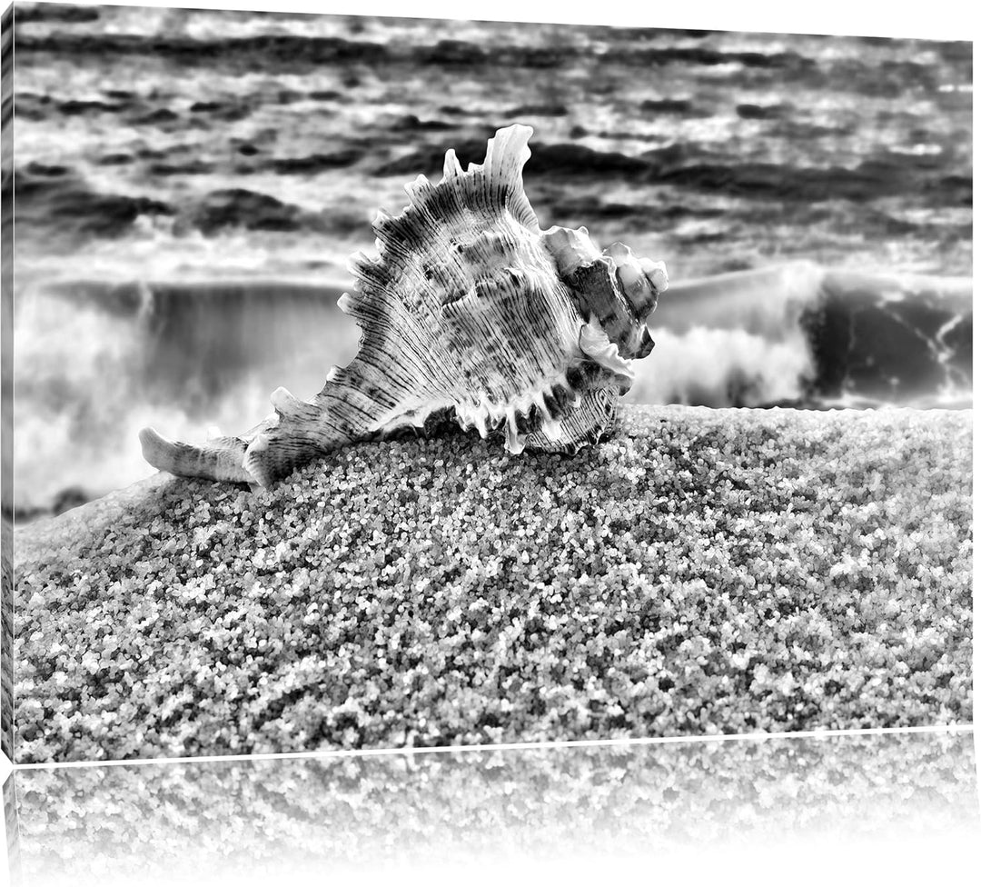 Pixxprint Muschel am Strand als Leinwandbild | Grösse: 100x70 cm | Wandbild | Kunstdruck | fertig be