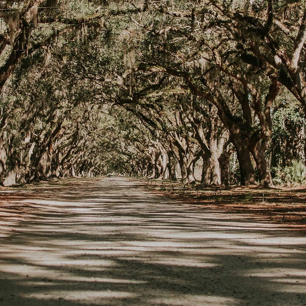 Feeby Leinwandbild Landschaft 5 TLG Bild Kunstdruck Natur Bäume Weg Allee bunt 100x70 cm Leinwandbil