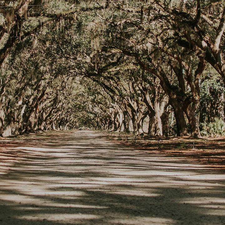 Feeby Leinwandbild Landschaft 5 TLG Bild Kunstdruck Natur Bäume Weg Allee bunt 100x70 cm Leinwandbil