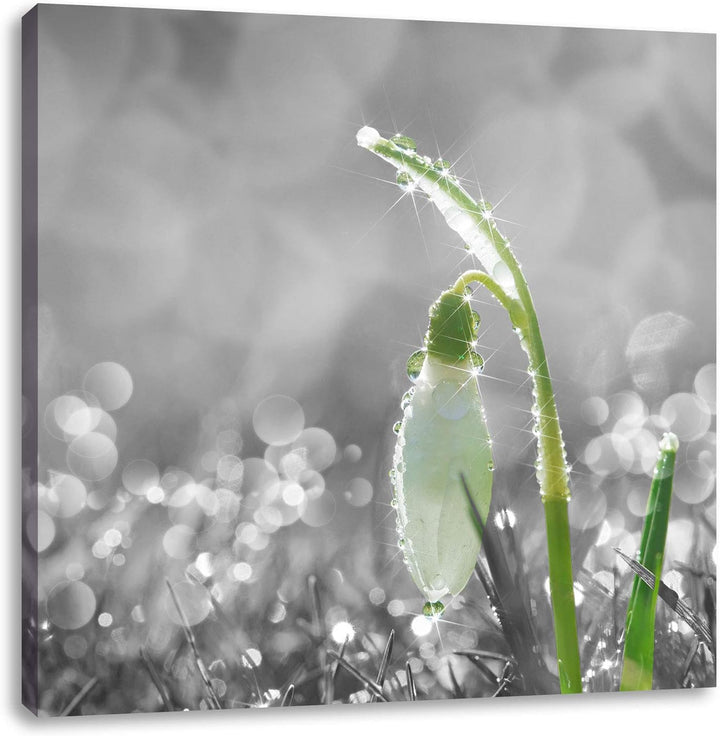 Pixxprint Schneeglöckchen im Morgentau als Leinwandbild Quadratisch/Grösse: 70x70 / Wandbild/Kunstdr