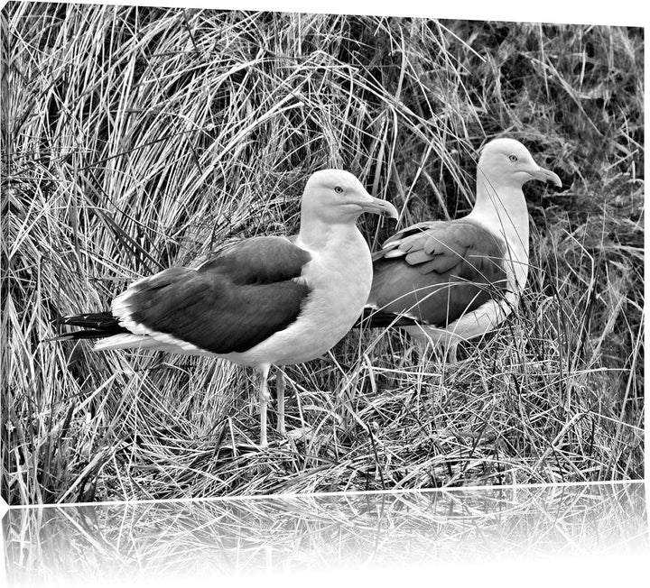 Pixxprint Monocrome, Zwei Möwen im hohen Gras, Format: 100x70 auf Leinwand, 100x70