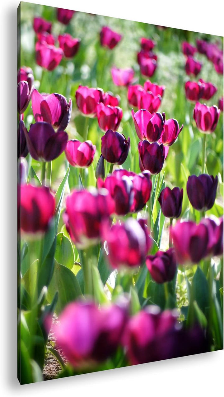 deyoli violette Tulpen Format: 80x60 als Leinwand, Motiv fertig gerahmt auf Echtholzrahmen, Hochwert