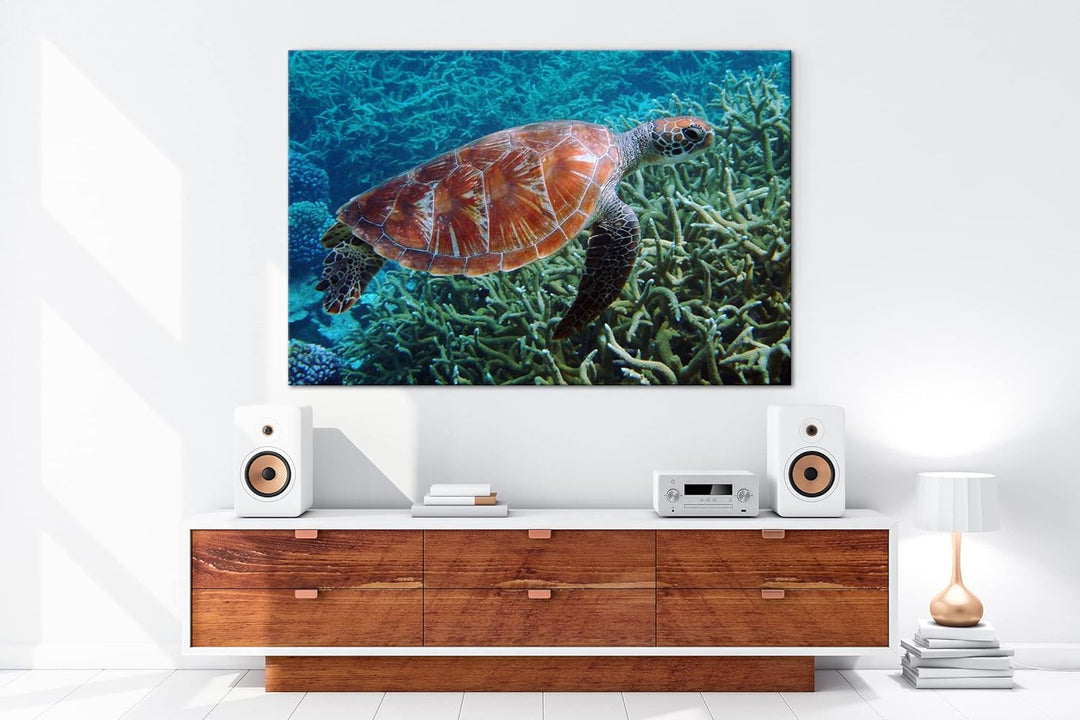 deyoli exotische Schildkröte im Ozean im Format: 80x60 als Leinwandbild, Motiv fertig gerahmt auf Ec