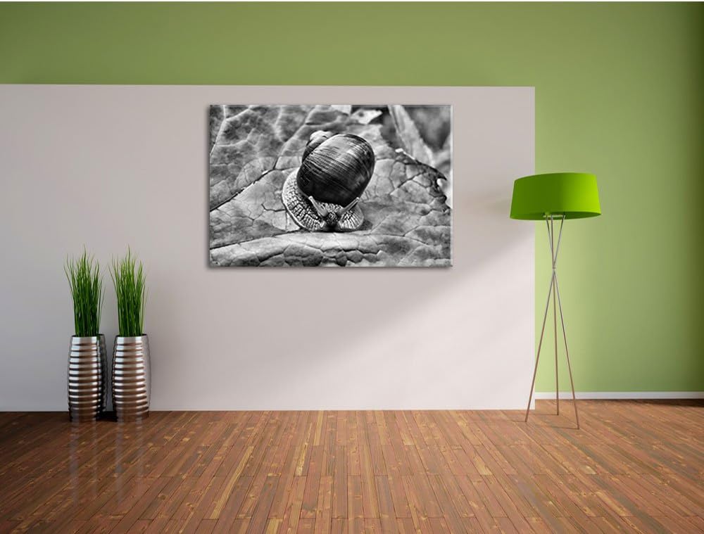 Pixxprint kleine Schnecke mit Schneckenhaus als Leinwandbild/Grösse: 100x70 cm/Wandbild/Kunstdruck/f