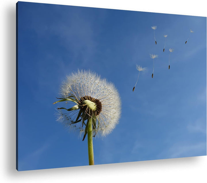 deyoli bezaubernde Pusteblume Format: 100x70 als Leinwandbild, Motiv fertig gerahmt auf Echtholzrahm