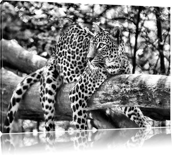 Pixxprint Leopard auf AST als Leinwandbild/Grösse: 100x70 cm/Wandbild/Kunstdruck/fertig bespannt, 10