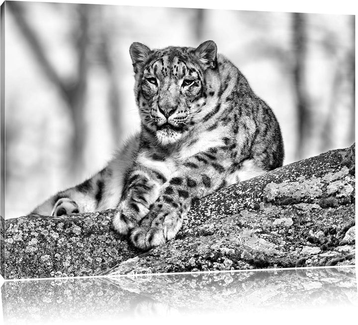 Pixxprint Schneeleopardin / 100x70cm Leinwandbild bespannt auf Holzrahmen/Wandbild Kunstdruck Dekora