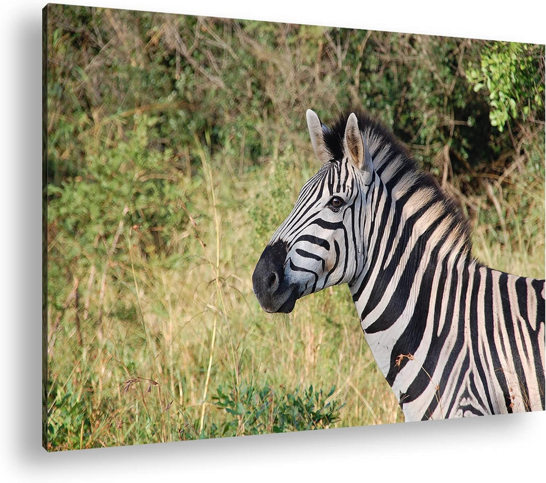 deyoli edles Zebra Format: 100x70 als Leinwand, Motiv fertig gerahmt auf Echtholzrahmen, Hochwertige