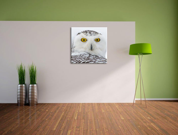Wachsame Schnee Eule, Format: 70x70 auf Leinwand, XXL riesige Bilder fertig gerahmt mit Keilrahmen,