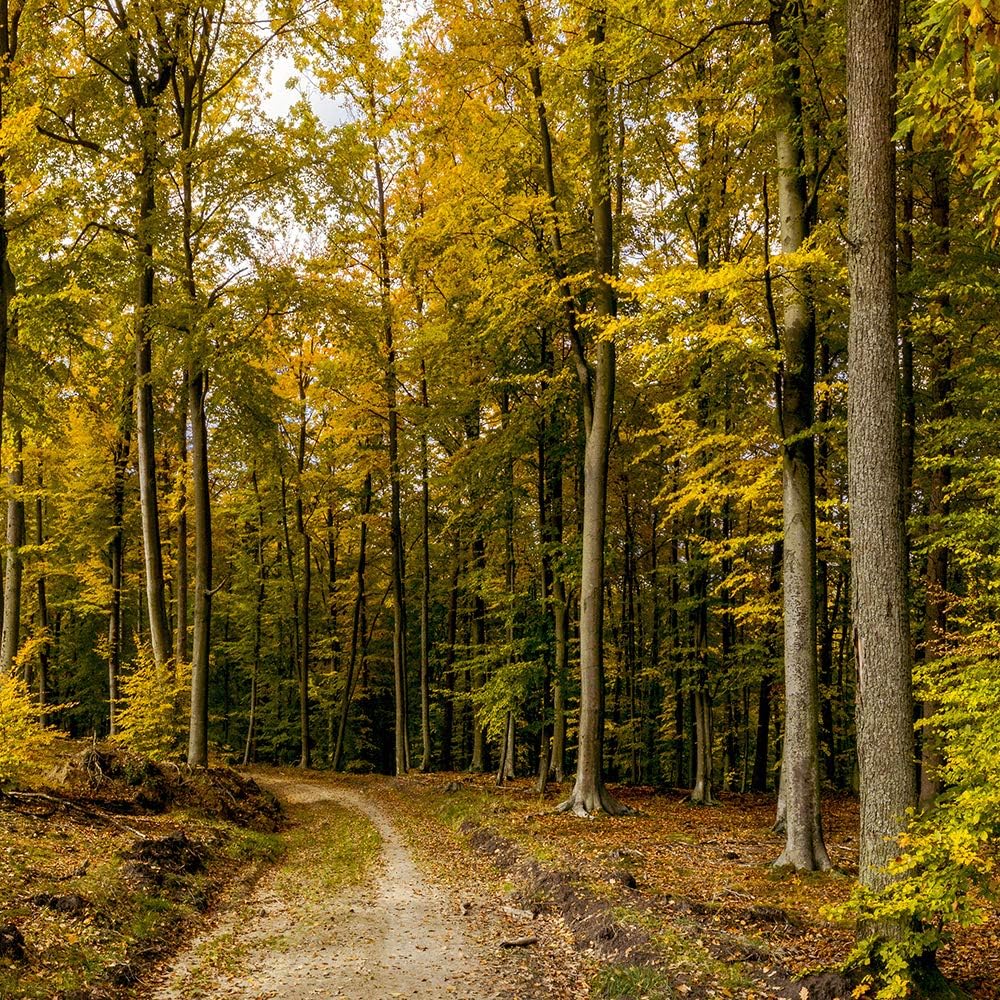 Feeby Leinwandbild Landschaft 5 TLG Bild Kunstdruck Wald Bäume Pfad Natur grün 100x70 cm Leinwandbil