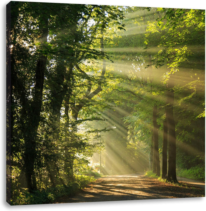 Pixxprint Sonniger Waldweg im Frühling, Format: 70x70 auf Leinwand, 70x70