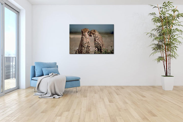 deyoli zwei süsse Geparden im Format: 80x60 als Leinwandbild, Motiv fertig gerahmt auf Echtholzrahme