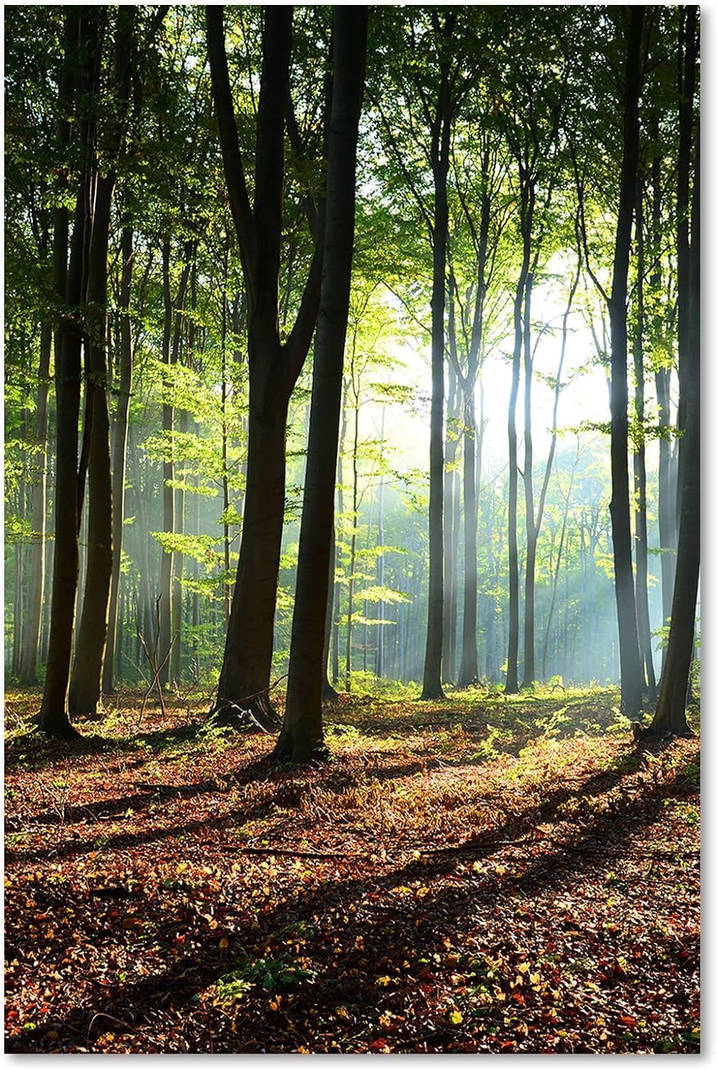 Feeby Vlies Leinwandbild Blätter Sonnenstrahlen Landschaft 60x90 cm Druckbild Wandbild Wanddekoratio