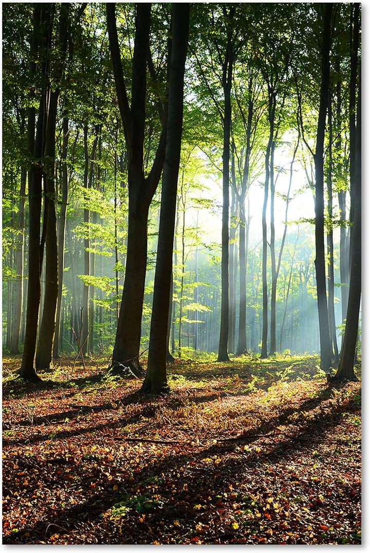 Feeby Vlies Leinwandbild Blätter Sonnenstrahlen Landschaft 60x90 cm Druckbild Wandbild Wanddekoratio