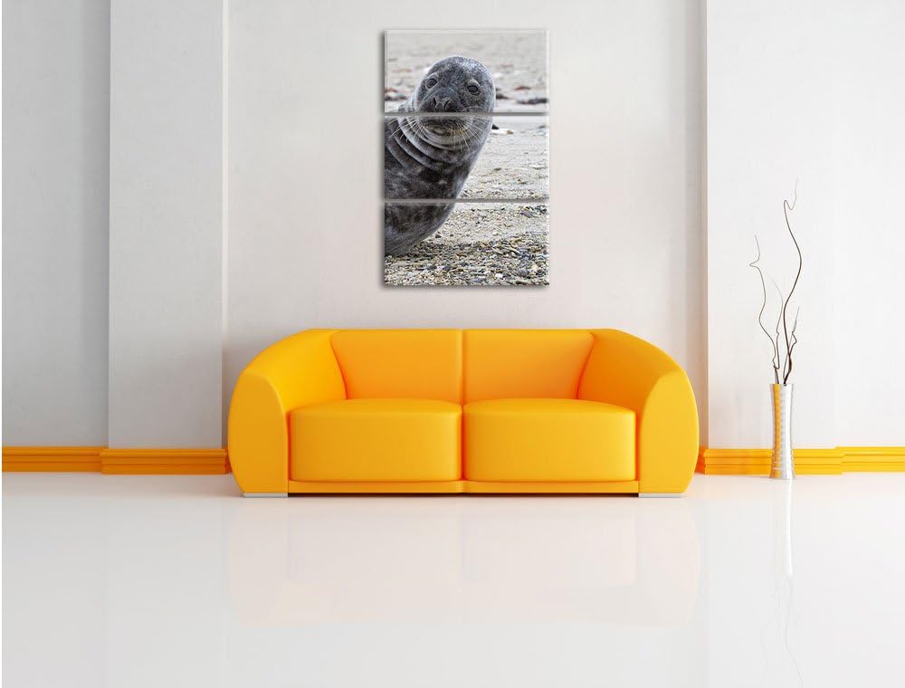 Pixxprint Robbe an Kiesstrand als Leinwandbild/Grösse: 3 Teilig (120x80) cm/Wandbild/Kunstdruck/fert
