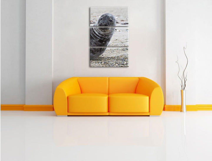 Pixxprint Robbe an Kiesstrand als Leinwandbild/Grösse: 3 Teilig (120x80) cm/Wandbild/Kunstdruck/fert