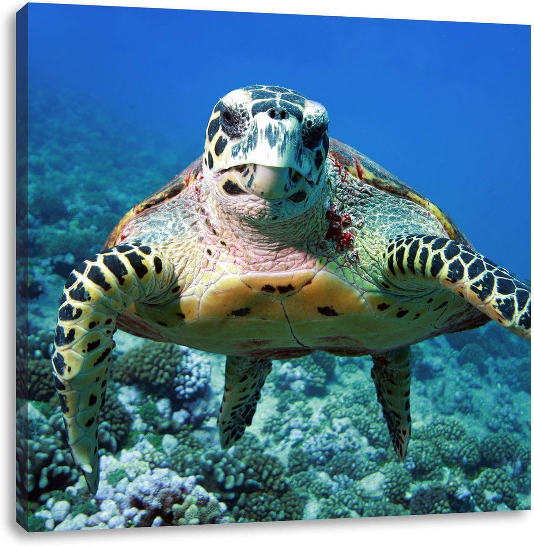 Pixxprint Schildkröte über Korallenriff, Format: 70x70 auf Leinwand, 70x70