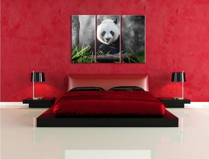Pixxprint Niedlicher Panda isst Bambus B&W Detail 3-Teiler Leinwandbild 120x80 Bild auf Leinwand