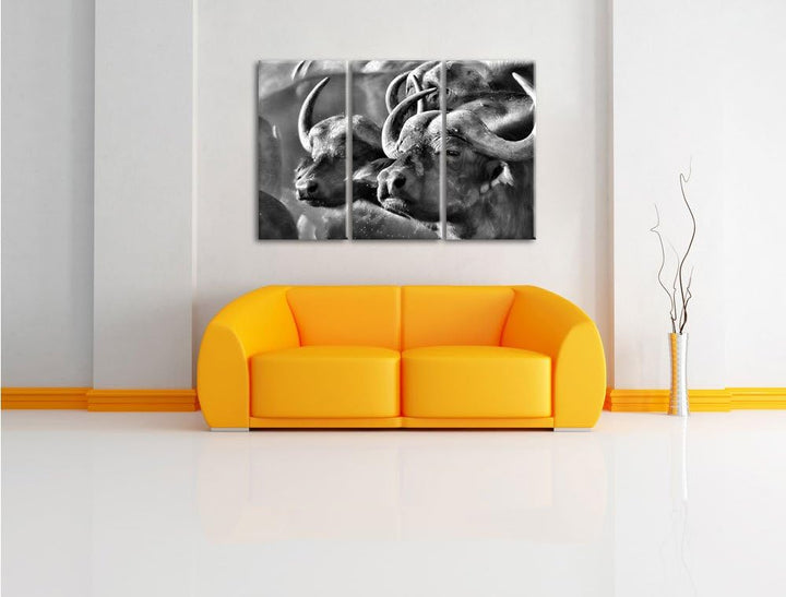 Pixxprint Monocrome, Zwei gemütliche Wasserbüffel 3-Teiler Leinwandbild 120x80 Bild auf Leinwand
