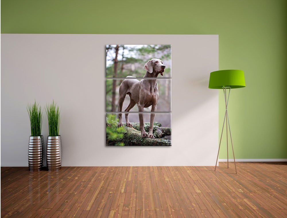 Pixxprint Edler Weimaraner im Wald 3-Teiler Leinwandbild 120x80 Bild auf Leinwand