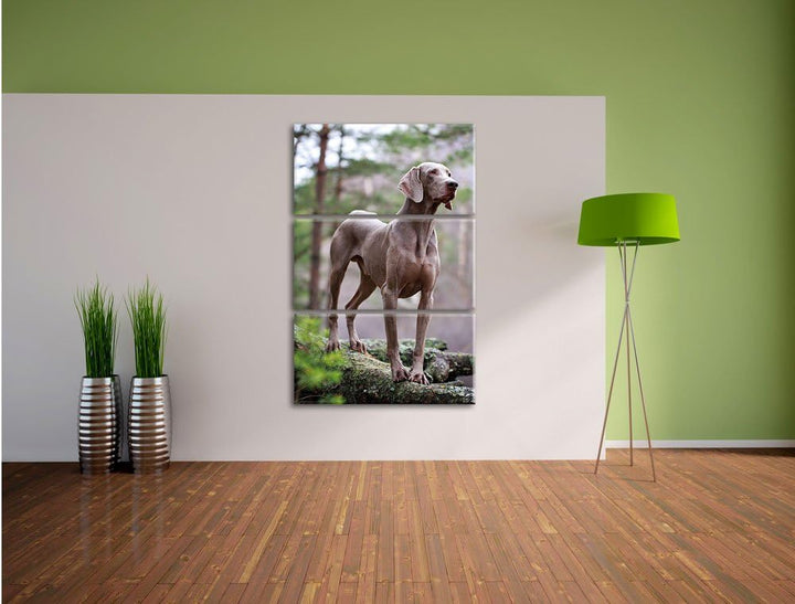 Pixxprint Edler Weimaraner im Wald 3-Teiler Leinwandbild 120x80 Bild auf Leinwand