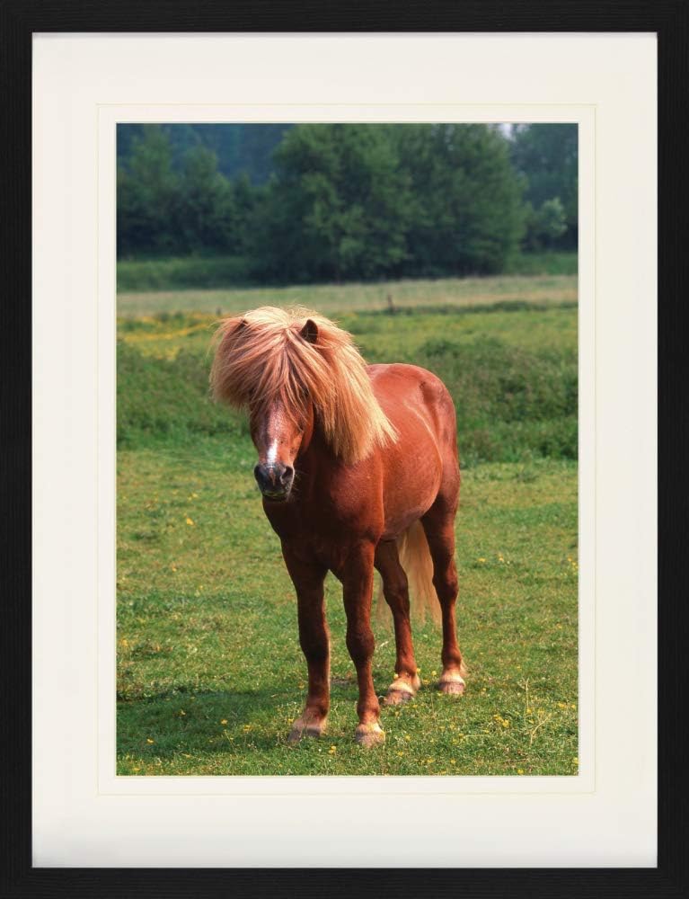1art1 Pferde Poster Island Pony, Isländer Gerahmtes Bild Mit Edlem Passepartout | Wand-Bilder | Im B