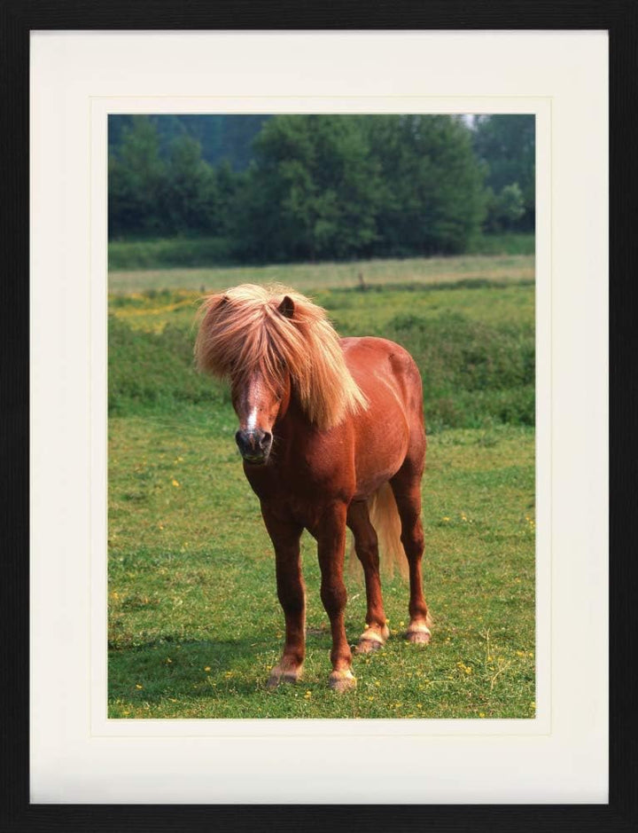 1art1 Pferde Poster Island Pony, Isländer Gerahmtes Bild Mit Edlem Passepartout | Wand-Bilder | Im B