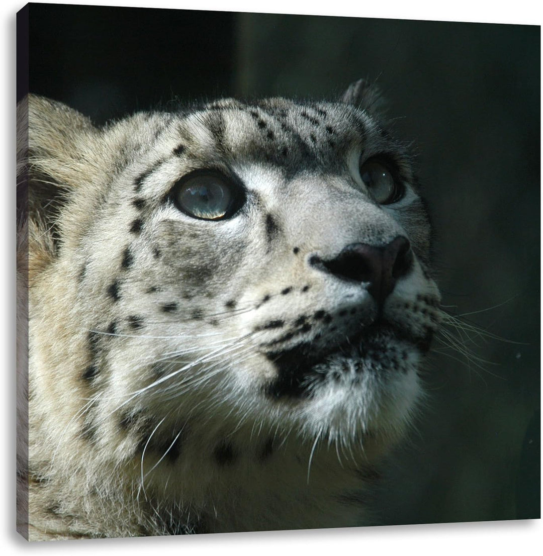 Pixxprint Leopard, Format: 70x70 auf Leinwand, XXL riesige Bilder fertig gerahmt mit Keilrahmen, Kun