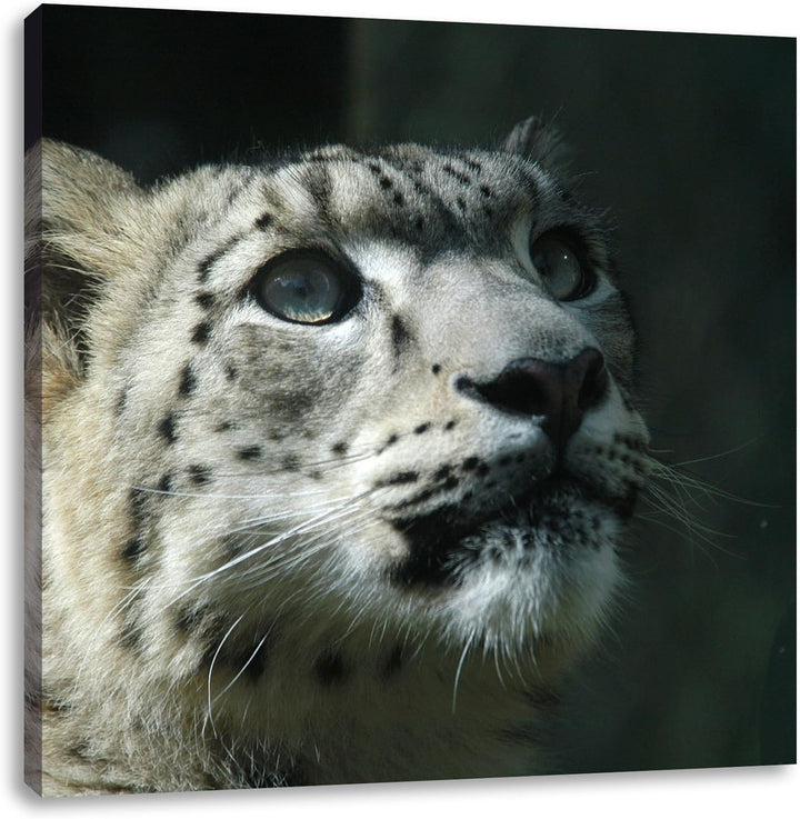 Pixxprint Leopard, Format: 70x70 auf Leinwand, XXL riesige Bilder fertig gerahmt mit Keilrahmen, Kun